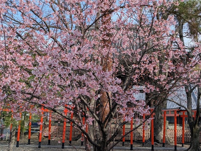 Kirschblüte im März 2026.